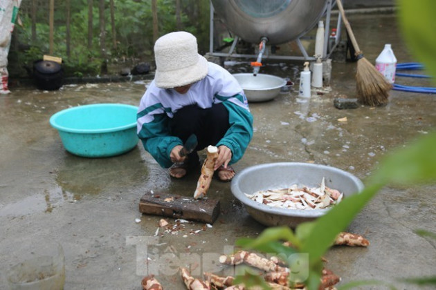 Vào mùa cắt 'lộc nhung', nông dân thu tiền tỷ