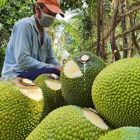 Vì sao giá mít Thái tăng gấp 10 lần sau hai tháng?