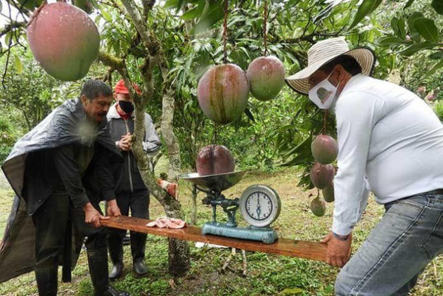 Vợ chồng nông dân thu trái xoài 'khủng' 4,25kg lập kỷ lục thế giới