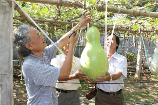 'Vua bầu khổng lồ' miền Tây sở hữu giàn mướp có trái dài đến 2m