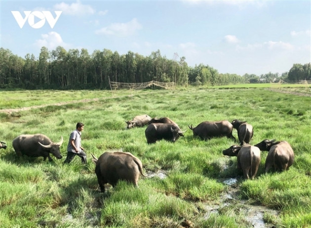 'Vua trâu' miền Tây: Từ nghèo khó, chỉ có 1 con trâu đến cả gia tài đồ sộ