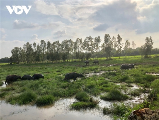 'Vua trâu' miền Tây: Từ nghèo khó, chỉ có 1 con trâu đến cả gia tài đồ sộ