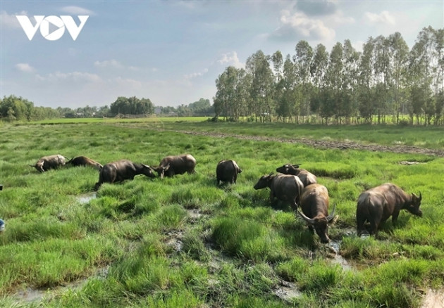 'Vua trâu' miền Tây: Từ nghèo khó, chỉ có 1 con trâu đến cả gia tài đồ sộ