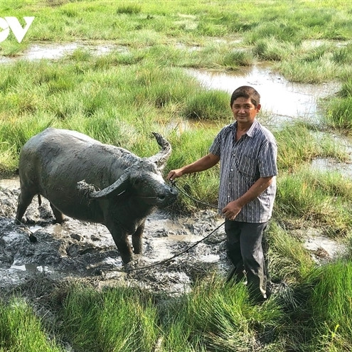 'Vua trâu' miền Tây: Từ nghèo khó, chỉ có 1 con trâu đến cả gia tài đồ sộ