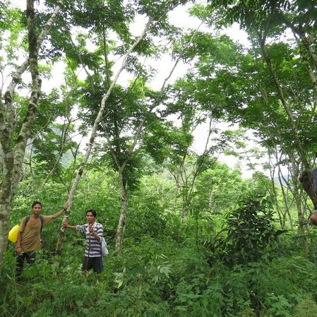 'Vương quốc' gỗ sưa bí mật ở Phong Nha - Kẻ Bàngicon