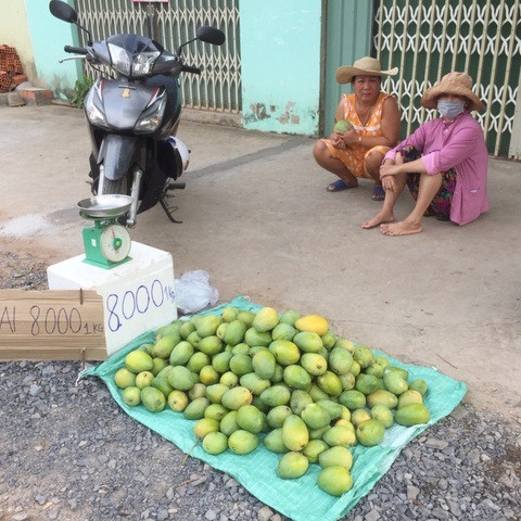 Xoài chín rộ, giá rẻ 'không tưởng' chỉ 5.000 đồng/kgicon