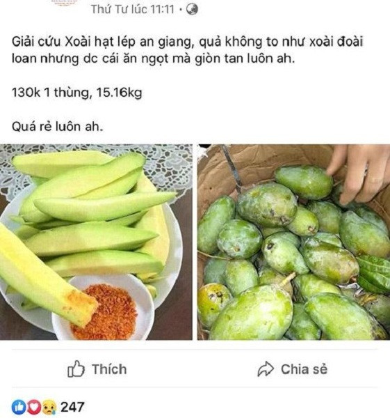 Xoài rớt giá, chỉ còn 10.000 đồng 3kg cũng không ai mua