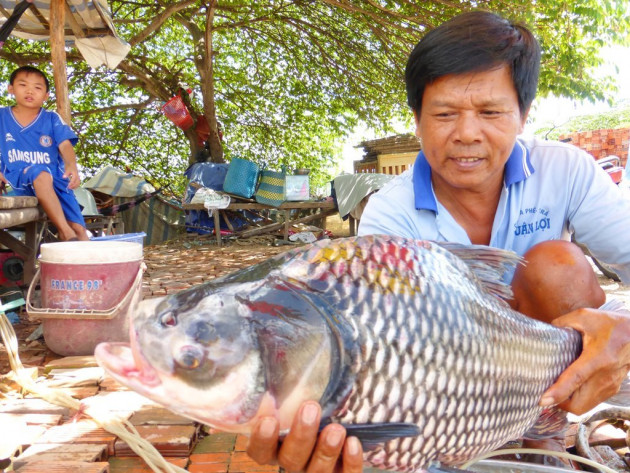 Xóm lặn 'độc nhất' miền Tây, bắt cá hô 'khủng' 200 kg