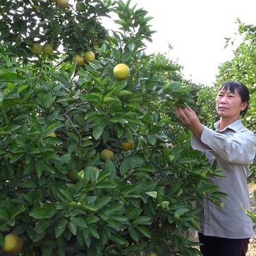 Xuất hiện cam 'trái vụ' bán chạy hơn cam Vinh, Cao Phong dịp Tết Nguyên đán ảnh 1