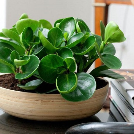 Ý nghĩa phong thủy và cách chăm sóc cây trường sinhicon