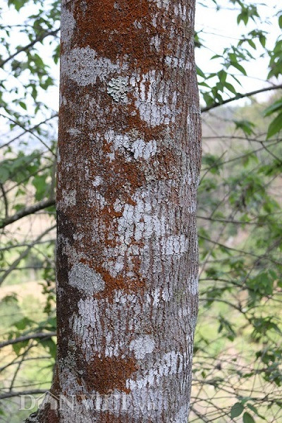 20 nam truoc "chon nhung cay vang" tren nui, gio giau nhat vung hinh anh 3