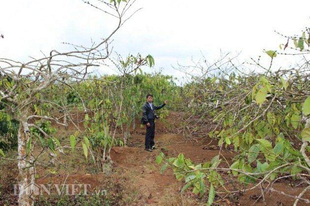 300ha cà phê chết khát bên dự án hồ chứa nước 62 tỷ đồng