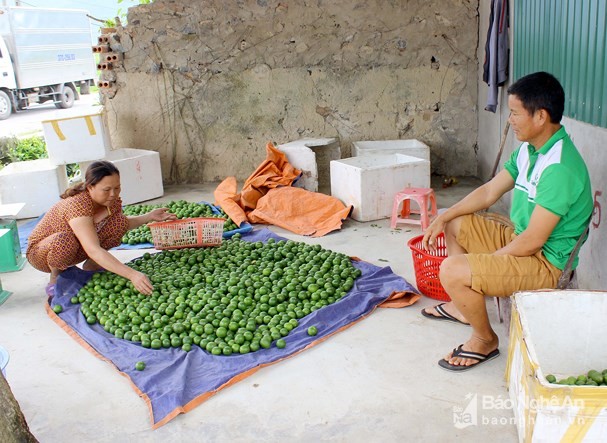 4.000 dong/1 qua chanh, nguoi dan di "mot" tung qua ve ban hinh anh 2