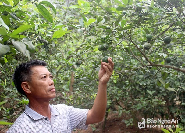 4.000 dong/1 qua chanh, nguoi dan di "mot" tung qua ve ban hinh anh 4