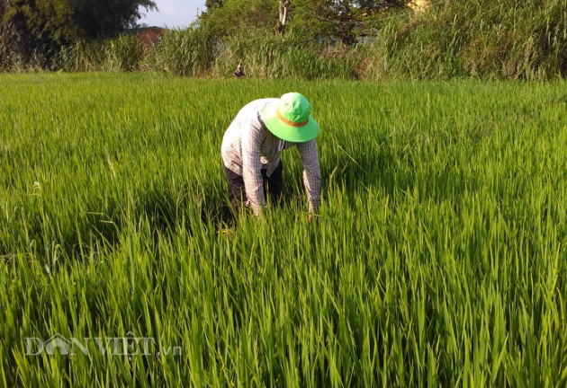 a sao, lua thom ngon co nao ma dan ban duoc 7.500 dong/kg? hinh anh 2