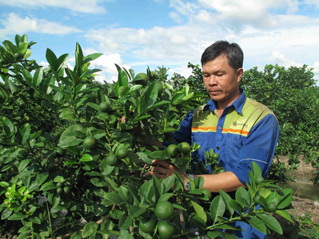 An Giang: Bắt tay nhau, hỗ trợ nhau làm vườn, dân khá giả