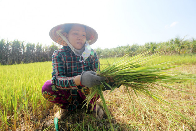 Ảnh: Lúa bị nhiễm mặn, nông dân Bến Tre đau đớn cắt cho bò ăn