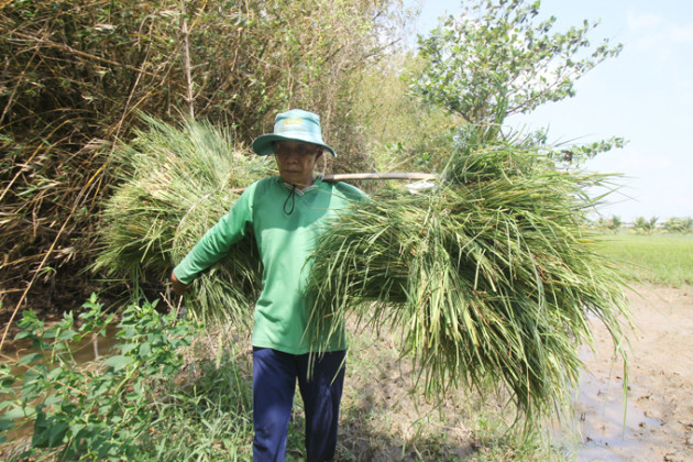 anh: lua bi nhiem man, nong dan ben tre dau don cat cho bo an hinh anh 7