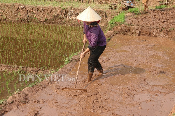 anh: nang am, nong dan yen chau hoi ha cay lua kip lich thoi vu hinh anh 3