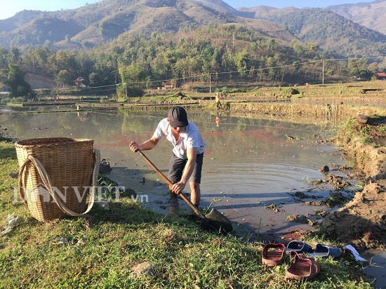 anh: nang am, nong dan yen chau hoi ha cay lua kip lich thoi vu hinh anh 6