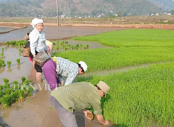 anh: nang am, nong dan yen chau hoi ha cay lua kip lich thoi vu hinh anh 7