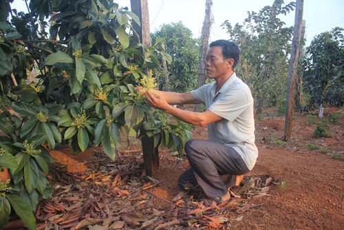 anh tran quoc toan tien phong pha vuon tieu, trong na thai khung hinh anh 2