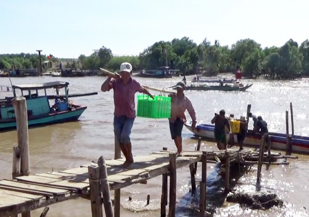 Bạc Liêu: Trúng đậm mùa ruốc, ngư dân kiếm 5 triệu đồng/ngày