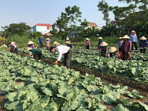 bac ninh: ho tro nong dan phat trien cac mo hinh kinh te tap the hinh anh 1