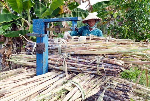 Bài 2: Mía đường vừa hội nhập đã... chết: "Giải cứu" không ăn thua