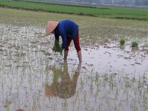 ban giong lua nhi uu 838 "deu" cho nong dan roi... bo chay hinh anh 3