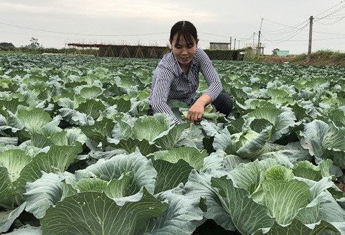 bap cai, sup lo ocop 4 sao van duc xuat ngoai hinh anh 1