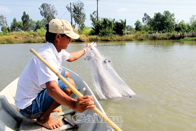 bat ca ro phi trong vuong tom, ban veo cai da het may chuc ky hinh anh 2