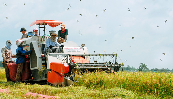 Bất chấp Covid-19, gạo Việt lập kỷ lục mới: Giá tăng theo tuần