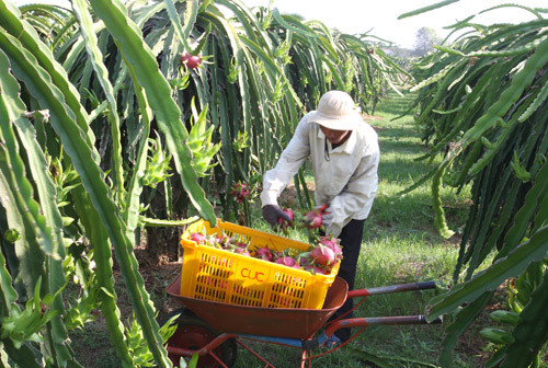 Bắt đầu từ thị trường, nông nghiệp chờ cơ hội để bứt phá