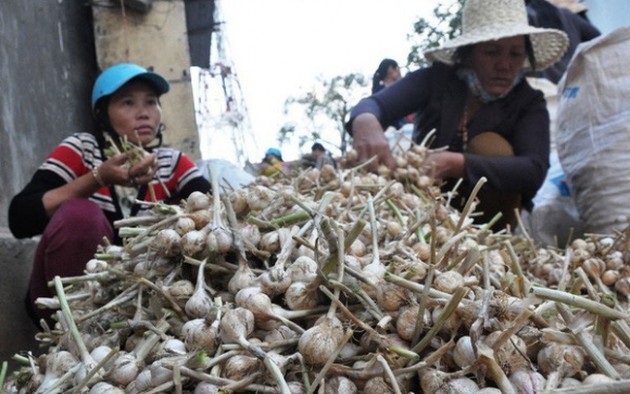 Bất lực nhìn tỏi giả, tỏi kém chất lượng tuồn về đảo tỏi Lý Sơn