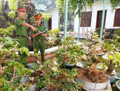 Bất ngờ “thủ đoạn” của kẻ trộm gốc bonsai dáng "độc lạ", đắt tiền