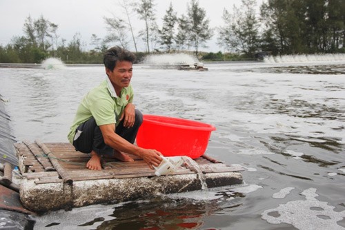 bat trung "benh" cua nganh nuoi tom quang tri hinh anh 2