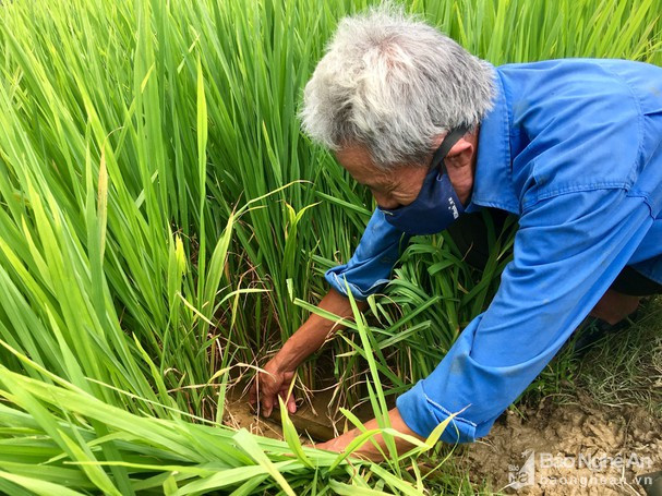 Bẫy bắt được bao nhiêu là lươn đồng tươi rói nhờ bí quyết này1