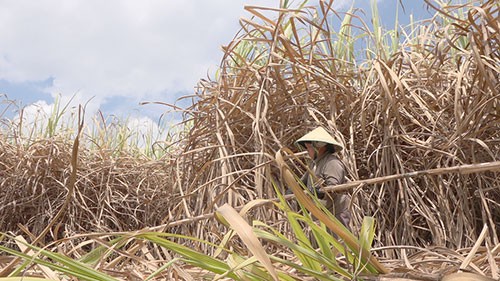 Bi kịch người trồng mía: Rơi nước mắt khấn trời mang phép màu đến