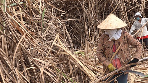 bi kich nguoi trong mia: roi nuoc mat khan troi mang phep mau den hinh anh 2