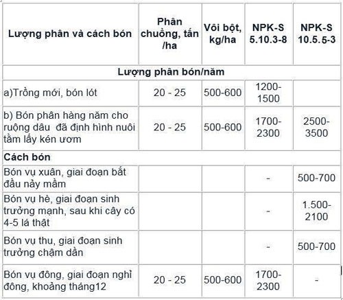 bi quyet bon phan chuan nhat giup cay dau tam khoe, tot la hinh anh 2