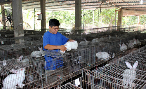 bien chuong lon bo khong thanh chuong nuoi tho, thu lai cao hinh anh 1