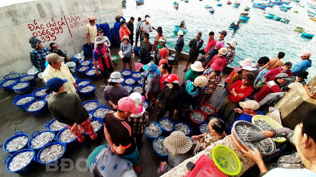 binh dinh: bao nhieu la ca tuoi ngon, 1 dem ra bien thu 10-30 trieu hinh anh 1