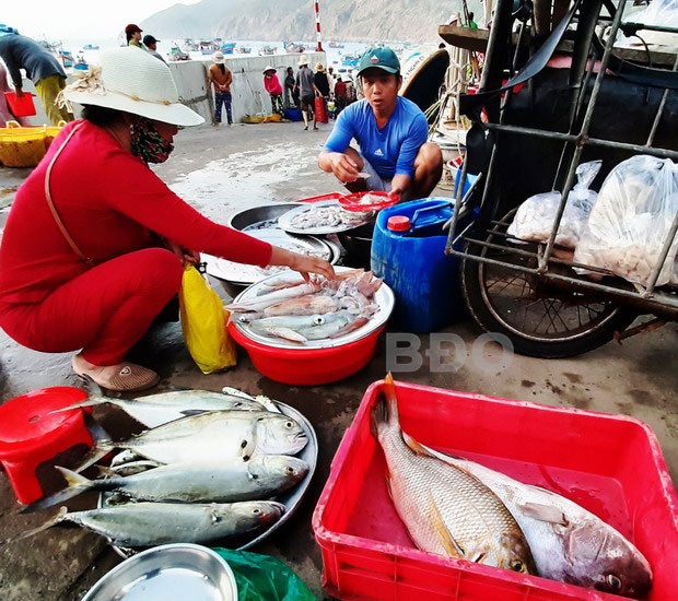 binh dinh: bao nhieu la ca tuoi ngon, 1 dem ra bien thu 10-30 trieu hinh anh 6