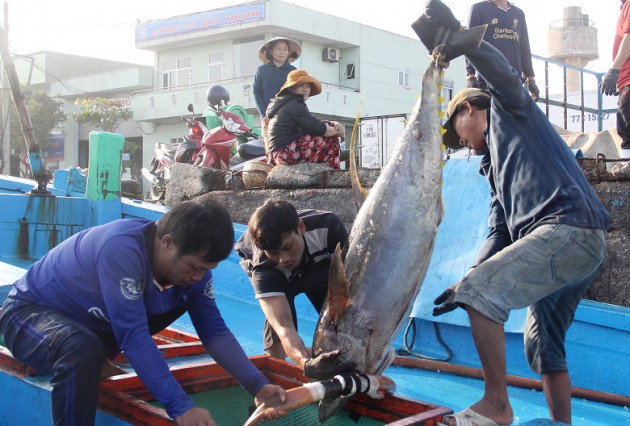 binh dinh: bat ngo gia ca ngu dai duong chi con 100.000 dong/kg hinh anh 10