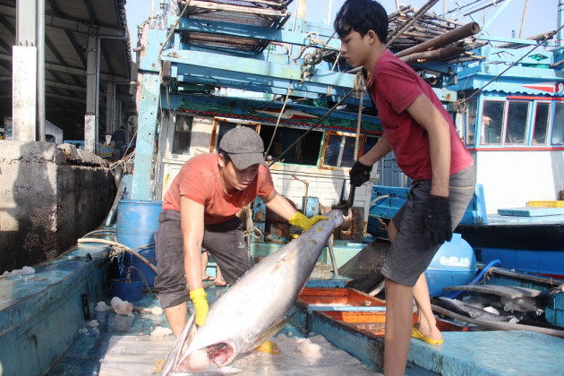 binh dinh: bat ngo gia ca ngu dai duong chi con 100.000 dong/kg hinh anh 11