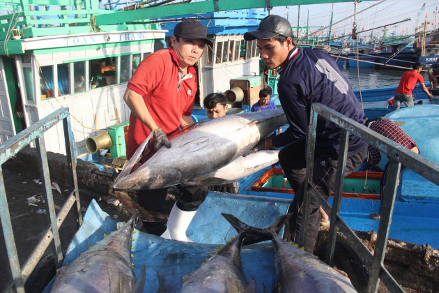 binh dinh: bat ngo gia ca ngu dai duong chi con 100.000 dong/kg hinh anh 4