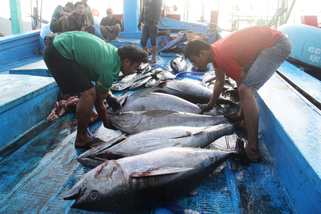 binh dinh: bat ngo gia ca ngu dai duong chi con 100.000 dong/kg hinh anh 6