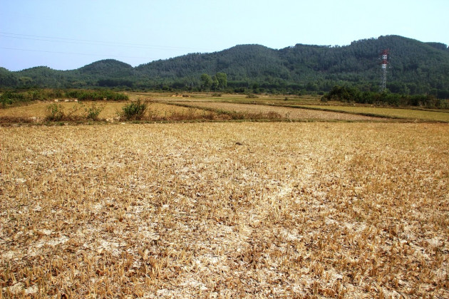 Bình Định: Ruộng khô, đồng cháy, lúa thì con gái tắc đòng vì hạn hán