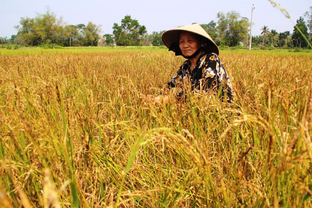 binh dinh: ruong kho, dong chay, lua thi con gai tac dong vi han han hinh anh 7